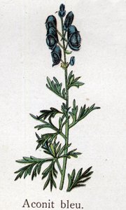 毒のある植物：青いトリカブト。フリードリヒ・エドゥアルド・ビルツ（1842-1922）の「自然の薬」に掲載されている図版