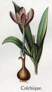 静脈性の植物：コルチアル。フリードリヒ・エドゥアルド・ビルツ（1842-1922）の『自然の薬』に掲載された版画 作： Unknown artist