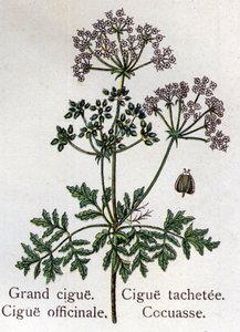 Venenous botanical plants: large, officinal, stain and cocuasse.フリードリヒ・エドゥアルド・ビルツ（1842-1922）の「La medication naturelle」に掲載された図版