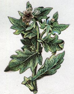 Venenous botanical plants: up to.フリードリヒ・エドゥアルド・ビルツ（1842-1922）の『自然の薬』に掲載された版画 作： Unknown artist