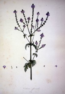 バーベナ・オフィシナリス（Verbena officinale）。19世紀のハーバリウム。 作： Unknown artist
