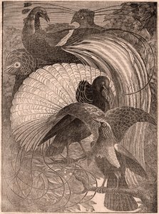 ニューギニアに住んでいる極楽鳥と呼ばれる5つの熱帯鳥のグループの眺め 作： Unknown