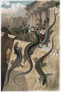 壁のトカゲ - 一般的な壁のトカゲ (Podarcis muralis) - Alfred Edmund Brehm (1829-1884) の「Brehm