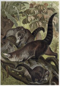 Coati brun ou coati a white nose (Nasua narica) - Alfred Edmund Brehm (1829-1884)著「Brehm
