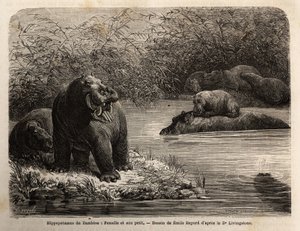 Zambese Hippotamus: 川の中でリフレッシュする雌とその子供。1840年から1856年にかけて行われたリビングストン博士の南部アフリカへの最初の航海を示すエングレーヴィング。 作： Unknown artist