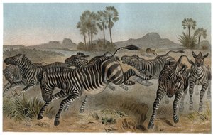 ゼブレ - シマウマ - アフリカのウマ科 - アルフレッド・エドモンド・ブレム（1829-1884）の「ブレムの動物生活」からの版画 作： Unknown artist