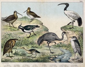 a:クロツラヘラ（Nycticorax griseus）、b：ホシガラス（Ardetta minuta）、c:ブトーセンドレ（Botaurus stellaris）、d:バタークレーン（Grus cinerea）、e：セイタカアワダチソウ（Ibis religiosa）、f：ベカス（Scolopax rusticula）、g：マーシュ（Gallinago）、h:コモン・ヴァノー（Vanel 作： Unknown artist
