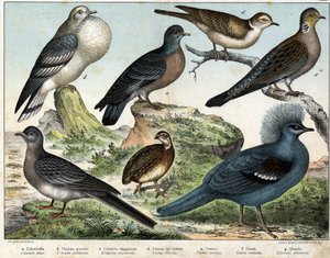 a:Columbian pigeon (Columba oenas), b: Mongolian dove (Columba gutturosa), c:渡り鳥のハト（Etopistes migratoria）、d:トルコ鳩（Turtur risorius）、e:キジバト（Turtur auritus）、f：グーラ（Goura coronata）、g：コムギウズラ（Coturnix communis） - " 作： Unknown artist