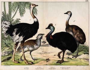 a:グランス・ビスタード（Otis tarda）、b：カソア（Casarius galeatus）、c:アフリカダチョウ（Struthio camelus）、d:ナンドン（Rhea Americana） -Hoepli編「オイデアルの自然史」（ミラノ）より 作： Unknown artist