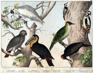 a:オカメインコ（Psittacus erithacus）、b：オカメインコ（Cacatua galerita）、c:オオハシ（Ramphastos temminckii）、d:ブラックウッドペッカー（Picus Martius）、e:アオゲラ (Gecinus veridis), f: アカゲラ (Dendrocopus minor in) - 『Natural History of 作： Unknown artist