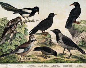 a:マントカラス（Corvus cornix）、b：ハシボソガラス（Corvus monedula）、c:チャンネルカケス（Garrulus glaudarius）、d:Speckled cassenoix (Nucifraga caryocatactes), e: Yellow-billed Chocad (Pyrrohocorax alpinus), f:アカハシ（Pyrrhocorracorracrax）×グラキュウ 作： Unknown artist