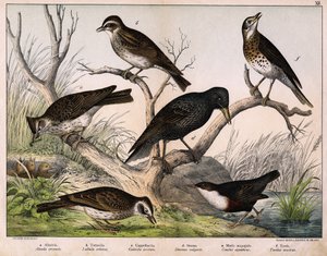 a:オオヒバリ（Alauda arvensis）、b：ルリヒバリ（Lullula arborea）、c:カッペラッチア（Galerita cristata）、d:サンソネット・ムクドリ（Sturnus Vulgaris）、e:カモ（Cinclus aquaticus）、f：ツグミ（Turdus musicus） - 「鳥類の自然史」（Hoepli編、ミラノ）より 作： Unknown artist