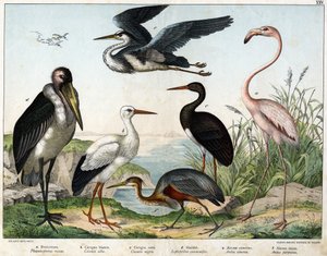 a:b：コウノトリ（Ciconia alba）、c:コウノトリ（Ciconia migra）、d:マラブー（Leptoptilus crumenifer）、e:シラサギ（Ardea cinerea）、F:朱鷺（Ardea purpurea）......「鳥類の自然史」編集部。 作： Unknown artist