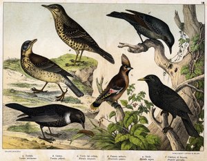 a:ツグミ（Turdus viscivorus）、b：ツグミ（Turdus pilaris）、c:クロツグミ（Merula torquata）、d:ブルーブラックバード（Monticola cyanus）、e：ブラックバード（Merula nigra）、f：ボヘミアン・デ・チャタラー（Ampelis garulus）-Hoepli編『鳥の自然史』（ミラノ）より 作： Unknown artist