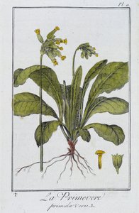 la Primevere (Primula vers) - J.C. Philibert著「商人のための植物学演習」（Imprimerie de Crapelet, Paris）に収録。 作： Unknown artist