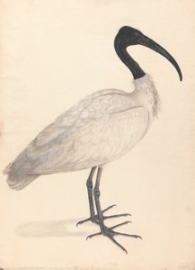 黒と白のインドの鳥 (ペアの 1 つ) 作： Unknown artist