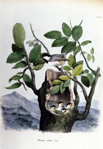巣の近くにいる一般的な鳥（またはスズメ）を表現したボードです。