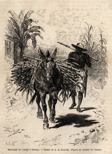カルタゴ（コスタリカ）のサトウキビ商人とラバ、誰もいない街に活気を与える唯一の商人。1869年にサフレー博士が行ったニュー・グラナダへの航海を説明するためのエングレーヴィングで、1873年にエドゥアール・シャールが編集した「Le tour du monde」に掲載されている。 作： Unknown artist