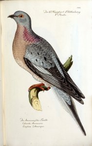 今では絶滅してしまった渡り鳥のハト。フリッチの動物学的チャート 作： Unknown artist