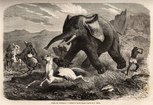 象は自分を追いかけてきた部隊を終わらせ、馬に乗った狩人を乗せ、狩人の一人は腕を振ってそれを止め、沼地で終わらせます。サミュエル・W・B卿によるナイル川のアビシニア支流の探検を説明するためのエングレービング 作： Unknown artist