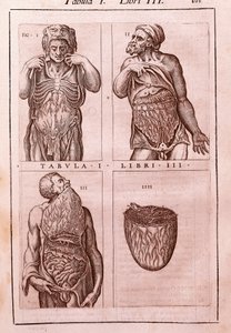 腹部の寸法、筋肉、腸、胃を表す解剖学的ボード。Juan Valverde De Amusco (1525-1588)による「Anatomia Corporis Humani」のエングレーヴィング。第1表、第3巻。バルセロナ。カタルーニャ国立図書館（Biblioteca de Catalunya 作： Unknown artist