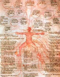 血液循環を示す解剖図 13世紀ヴェネツィア、Biblioteca Marcianaの写本 "De surgia "のミニチュア 作： Unknown artist