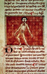 解剖学的図像：皮を剥ぎ、胸を開く。アンリ・ド・モンデヴィル（フィリップ・ル・ベルの外科医、解剖学教授）の手稿「外科」（フォリオ11v）のミニチュア 作： Unknown artist
