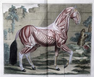 馬の解剖学：P. E Lafosse著「Hippiatric Course, complete treatise of horse medicine」。 作： Unknown artist