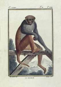 BUFON, Georges-Louis Leclerc, count of (1707-1788).アカゲザル。"Histoire naturelle, generalale et particular "の挿絵。 作： Unknown artist