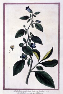 ベラドンナ、花と実。薬に使われる毒草。19世紀のハーバリウムをもとに描かれたもの。 作： Unknown artist