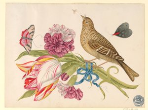 チューリップ、カーネーション、蝶、昆虫と鳥 作： Unknown artist