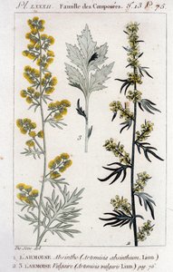 ボタニカルプレート。サギ属のアブシンチウム（Artimisia Absinthium）とサギ属のバルガリス（Artimisia Vulgaris）。18世紀のエングレービング 作： Unknown artist