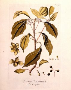 植物板：樟脳（Laurus Camphora）。オーストリアの医師・植物学者Joseph Jacob von Plenck（1738-1807）による「da Icons Plantarum medicinalium」（1791年ウィーン）に掲載されたエングレーヴィング。 作： Unknown artist