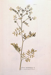 植物板：Rue officinale（Ruta graveolens）。J.J.Plenck著「Icons Plantarum medicinalium」（ウィーン、オーストリア）にて 作： Unknown artist