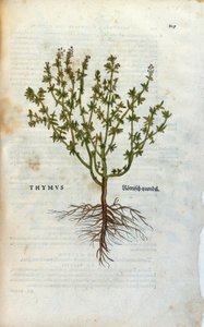 ボタニカルプレート。Thyme (Thymus) Lheonard Fuchsによるハーバリウム、「Historia Stirpium」、Bale