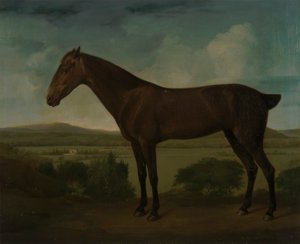 丘陵風景の中の茶色の馬 作： Unknown artist