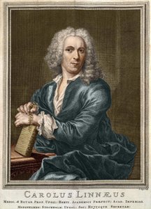 カール・フォン・リンネ スウェーデンの博物学者・作家（1707年～1778年 作： Unknown artist