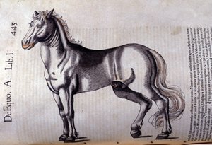 馬です。コンラッド・ゲスナー(1516 - 1565)の『Historia Animalium』では、Tiguri 作： Unknown artist