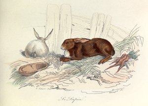 リンネの命名法とキュヴィエの分類による「ビュフォン全集」：動物ウサギ（エングレーヴィング） 作： Unknown artist