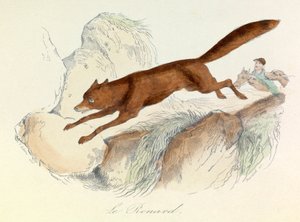 リンネの命名法とキュヴィエの分類による「ビュフォン全集」：動物キツネ（エングレーヴィング） 作： Unknown artist