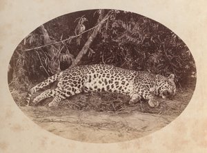 死んだヒョウ 作： Unknown artist