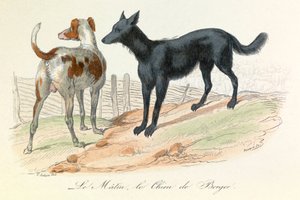 犬とマタン、リンネとキュヴィエによって分類された2つの動物（エングレーヴィング）