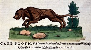 コンラッド・ゲスナー著『Historia Animalium』の犬、Tiguri 1560年。Braidense国立図書館。ミラノ