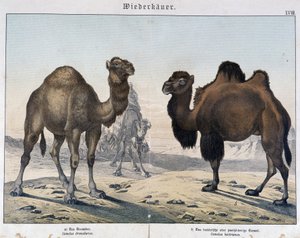 ドロメダリーとラクダ - "Natural histories of mammals", ed.シュライバー、ミュンヘン 作： Unknown artist