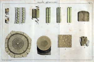 元素器官：「Flora Francoise、つまりフランスに自生するすべての植物の簡単な説明で、新しい分析方法に従って配列されており、医学上のあまり曖昧ではない美点とその有用性の引用を添付している」では 作： Unknown artist