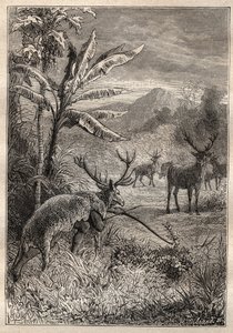 ジャン・フランソワ・ガラップ・ド・ラ・ペルーズ（1741-1788）による世界一周遠征（1785-1788）：モントレー（カリフォルニア）湾のインディアンのための狩猟技術 - "The Grands Mariners of 18 century "より図版引用 作： Unknown artist