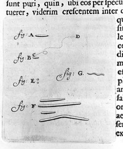 細菌の最初の表現 オランダの貿易商で科学者のアントワーヌ・ファン・レーウェンフック（またはレーウェンフック・レーウェンフック）（またはアントニまたはアントニー）（1632-1723）が、口の中の細菌を研究した後に記述したもの。1695年の "Arcana Natura Detecta "からのエングレーヴィング。 作： Unknown artist