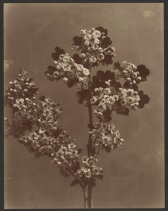 [複数の花房を持つ花の習作]。 作： Unknown artist