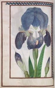 Florilegium: (14 ページの裏面) 青と白のアイリス 作： Unknown artist