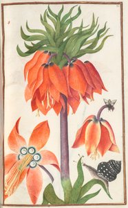 Florilegium: (ページ 19 recto) オレンジ fritillaria imperialis (王冠インペリアル) 作： Unknown artist